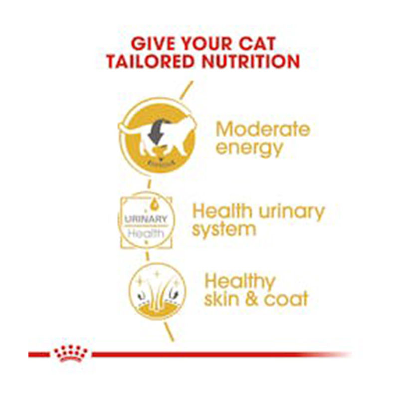 Royal Canin British Shorthair Adult Cat Food 85 g x 12 Best Price in UAE